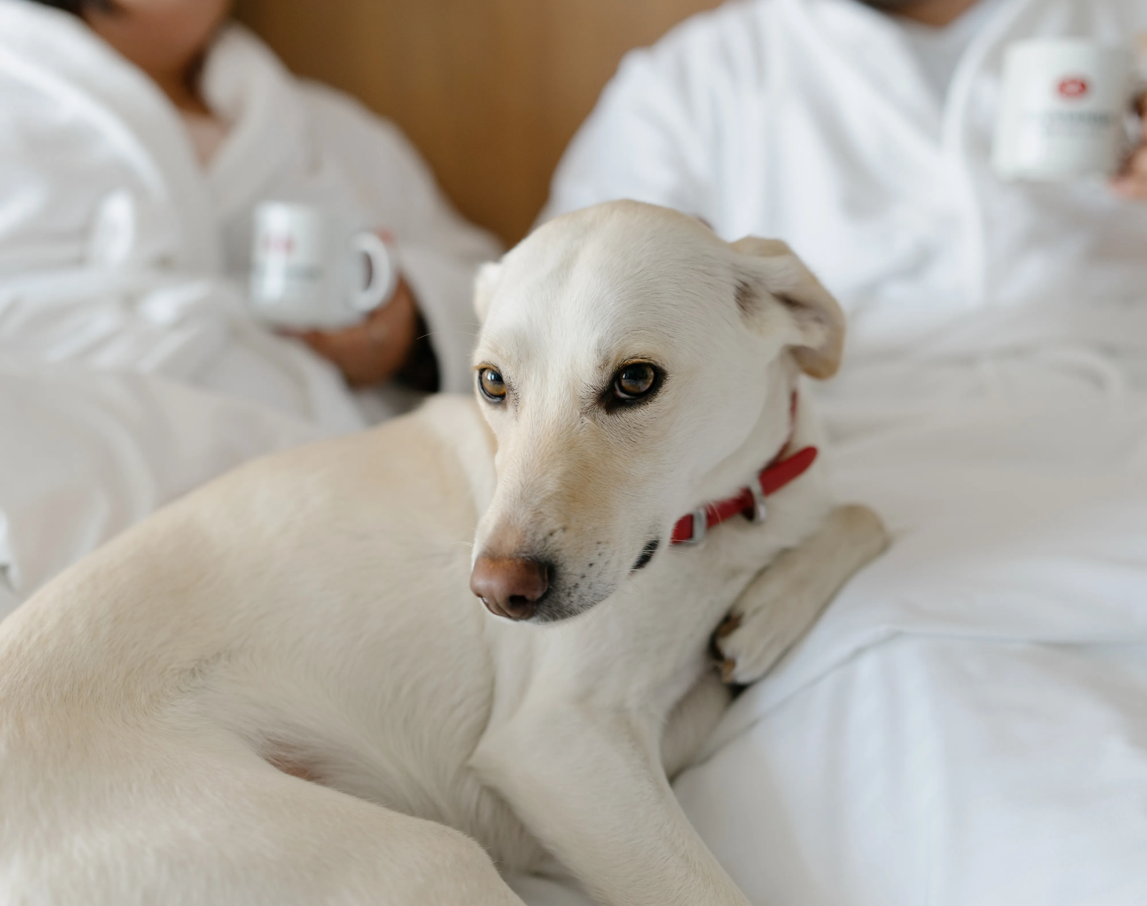 Hôtels Gouverneur Chien Lit Avec Ses Maitres Anmaux Acceptés