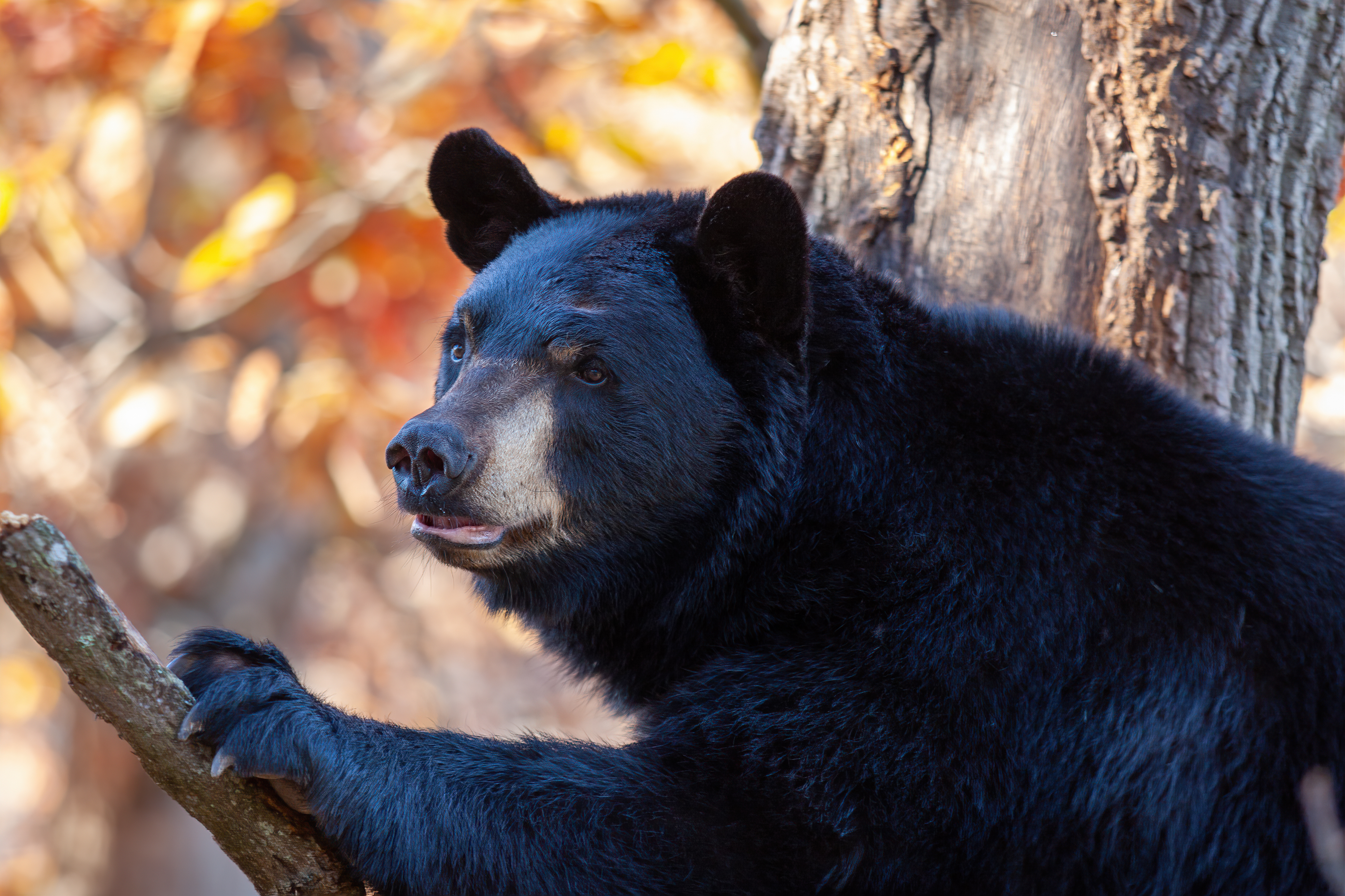 Hôtels_Gouverneur_Trois_Rivières_Ours_Noir_Réserve_Saint_Maurice