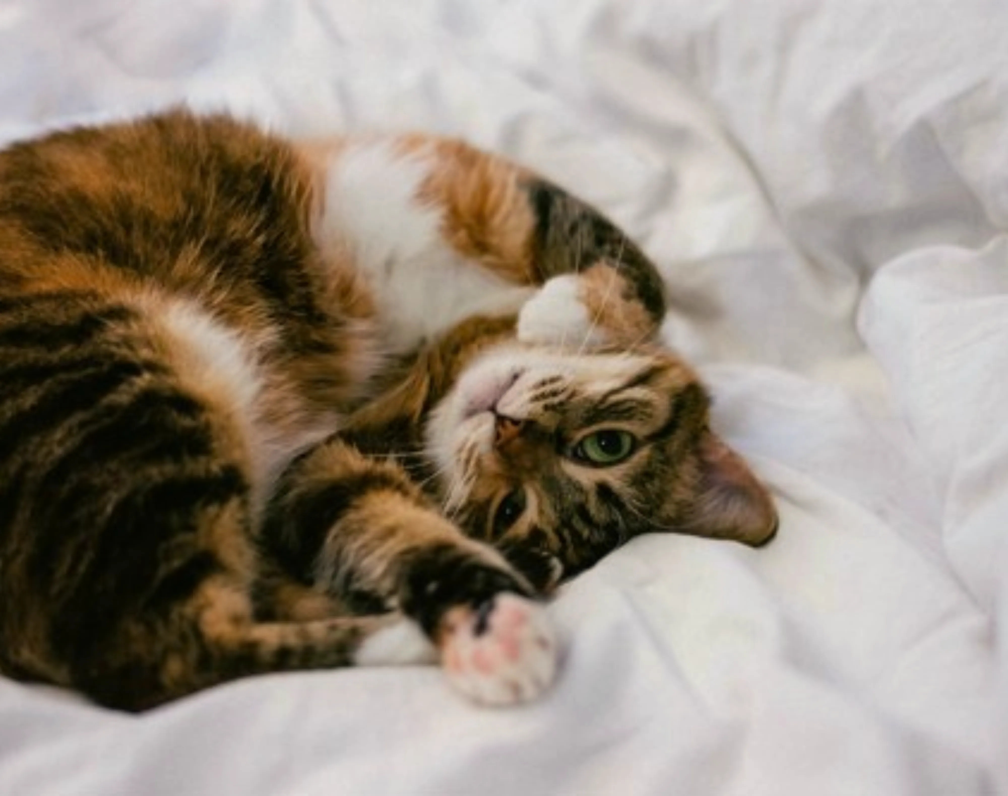 Hôtels Gouverneur Chat Lit Anmaux Acceptés