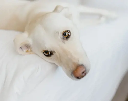 Hôtels Gouverneur chien lit anmaux acceptés